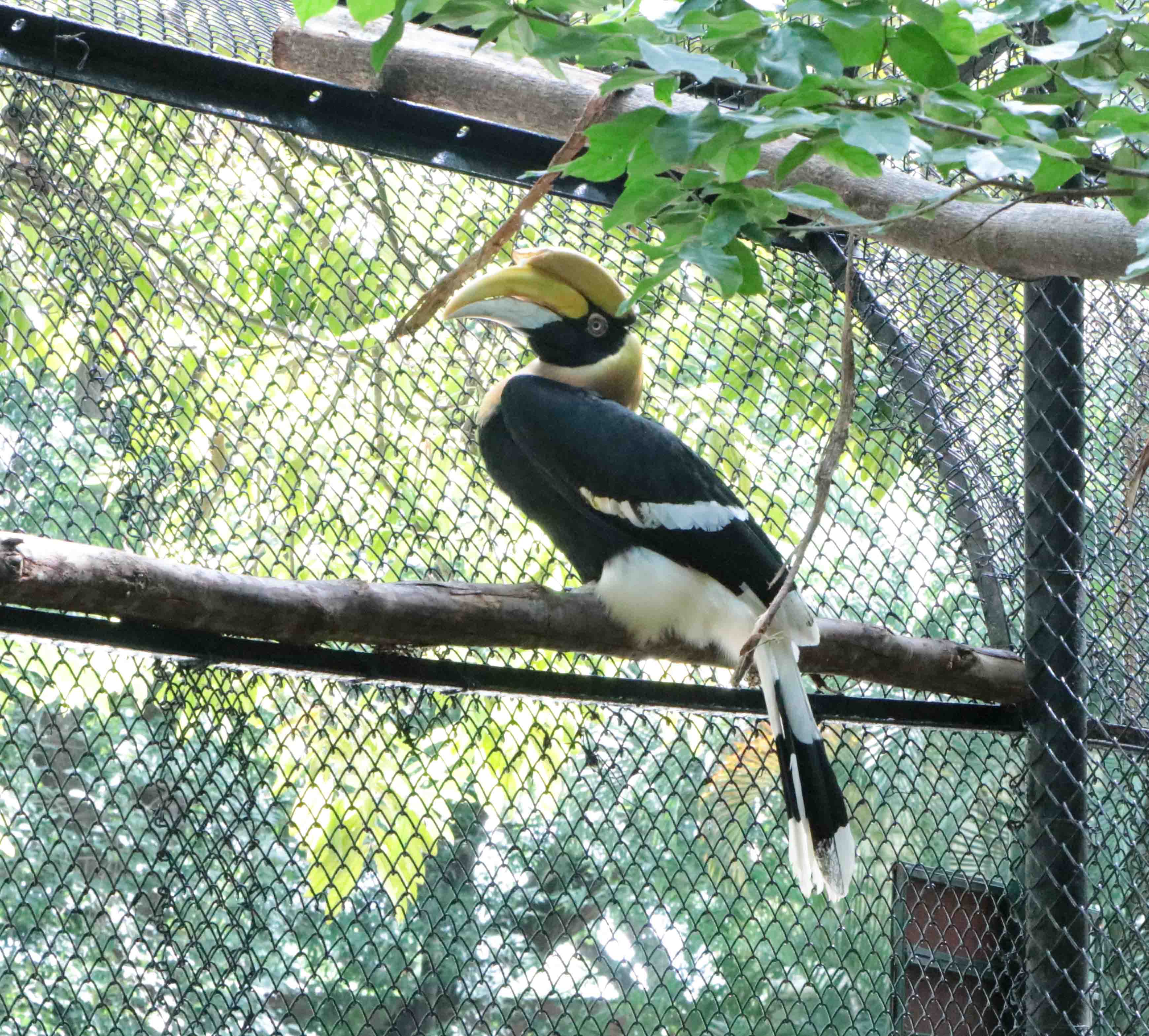 Great Indian Hornbill